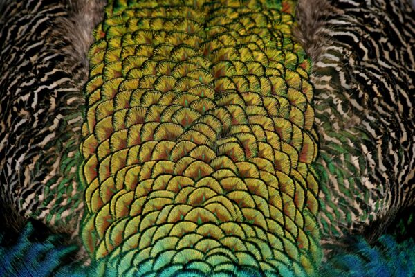 Close-up of colorful peacock feathers showcasing vibrant patterns and iridescence.