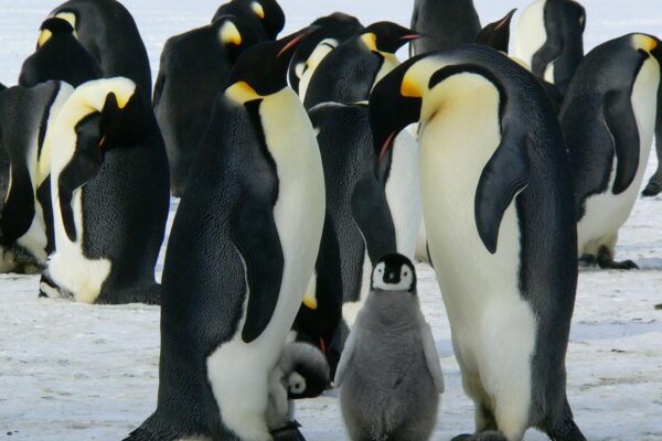 A group of emperor penguins with their chicks on a snowy landscape showcasing family bonding in the wild.