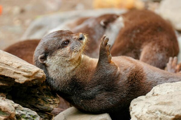 A cute otter lying on its back among rocks, capturing a playful moment in the wild.