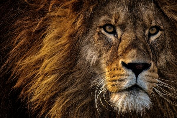 Close-up portrait of a fierce lion in natural lighting, showcasing its majestic mane and powerful expression.