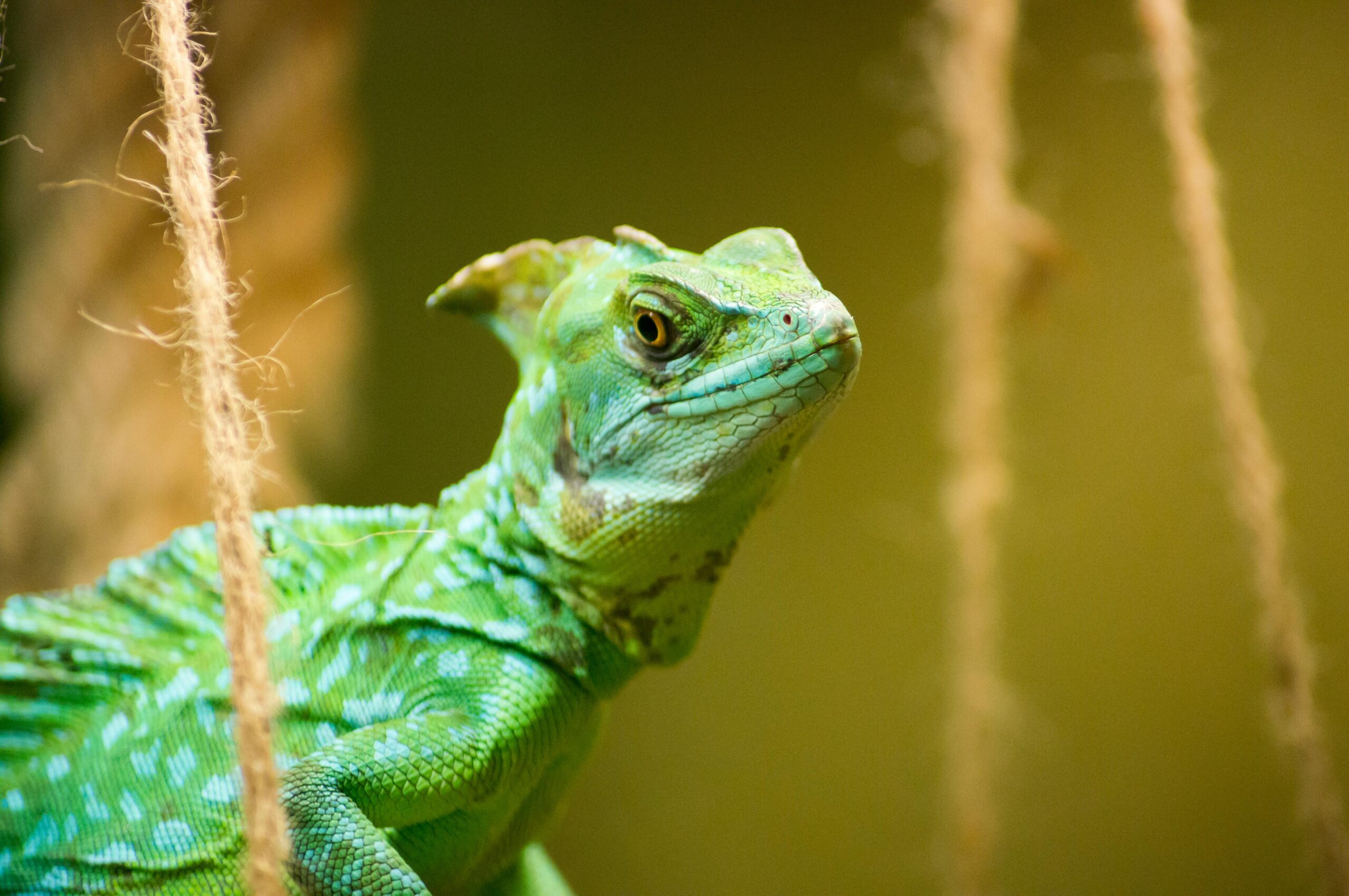 Close-up of a green iguana amidst tropical ropes, showcasing its vibrant scales.