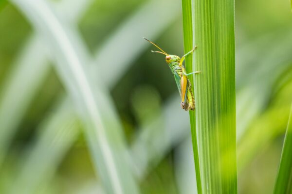 Macro shot of a grasshopper perched on a leaf with a blurred green background.