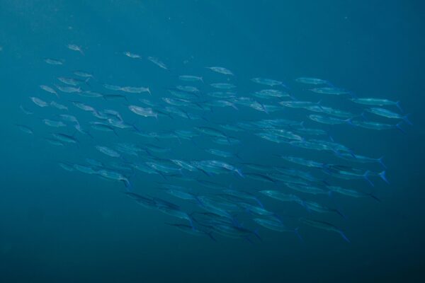 A captivating view of a shoal of fish swimming gracefully underwater in the clear blue Hawaiian waters.