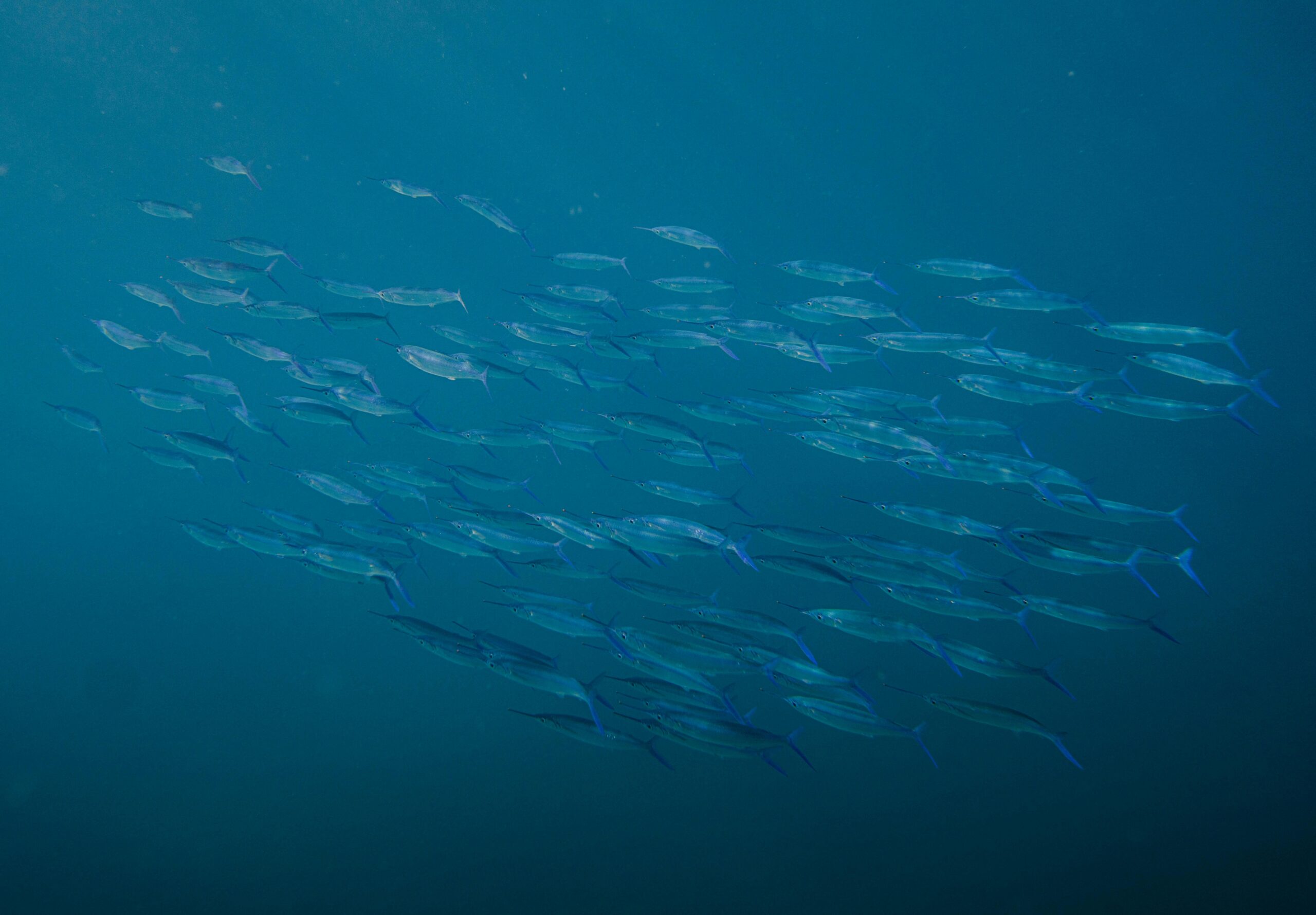 A captivating view of a shoal of fish swimming gracefully underwater in the clear blue Hawaiian waters.