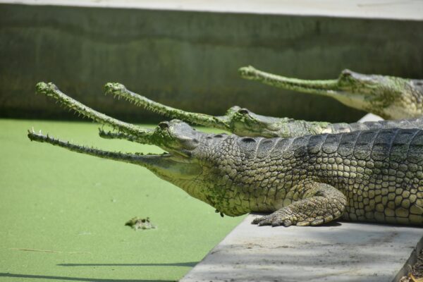 Gharials lounging on a concrete edge beside a green water pool in daylight.