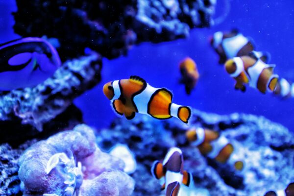 Close-up of colorful clownfish swimming in a vibrant coral reef aquarium.