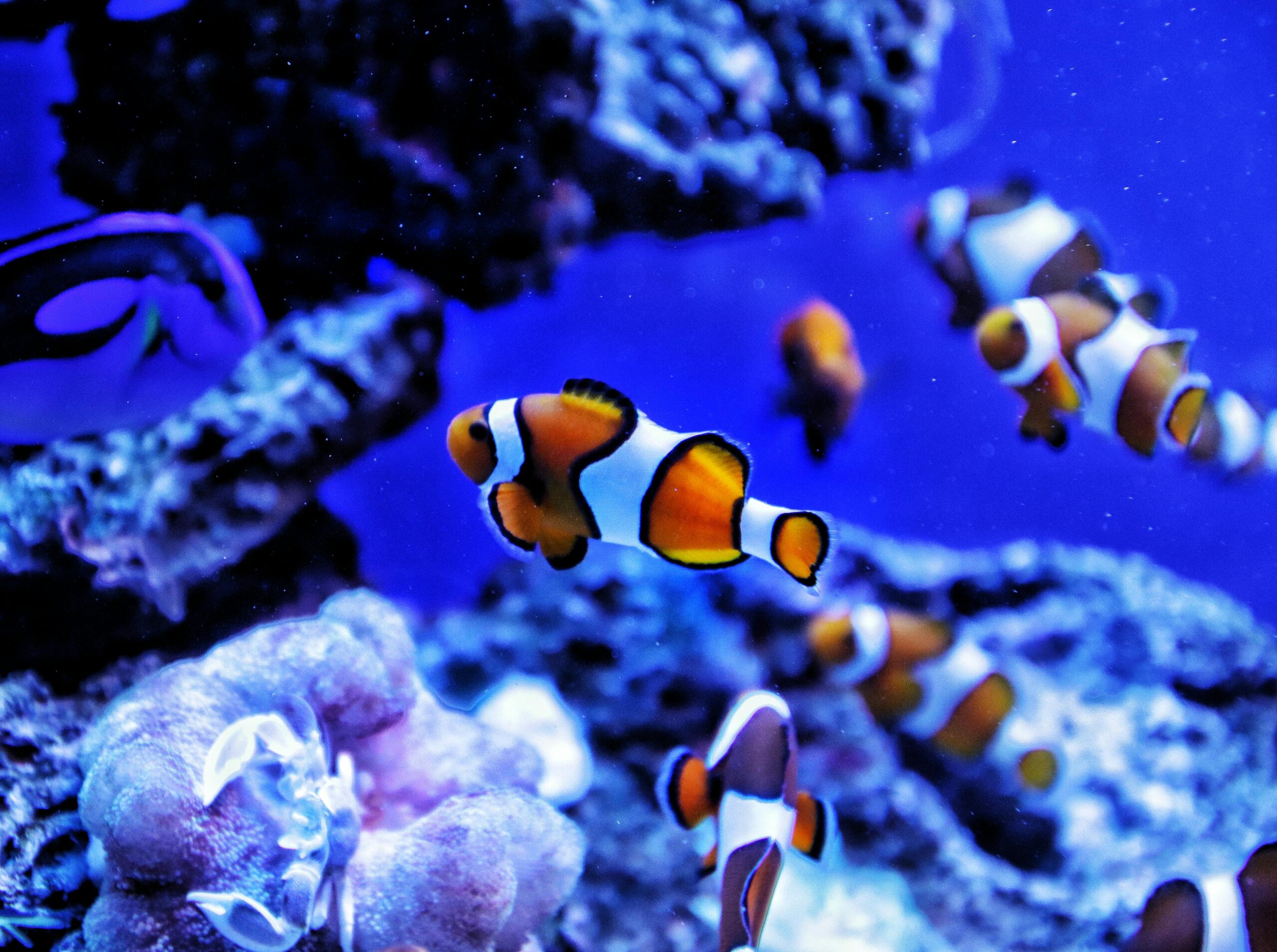 Close-up of colorful clownfish swimming in a vibrant coral reef aquarium.