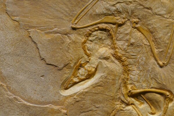 Close-up image of an Archaeopteryx fossil showcasing detailed bone structure.