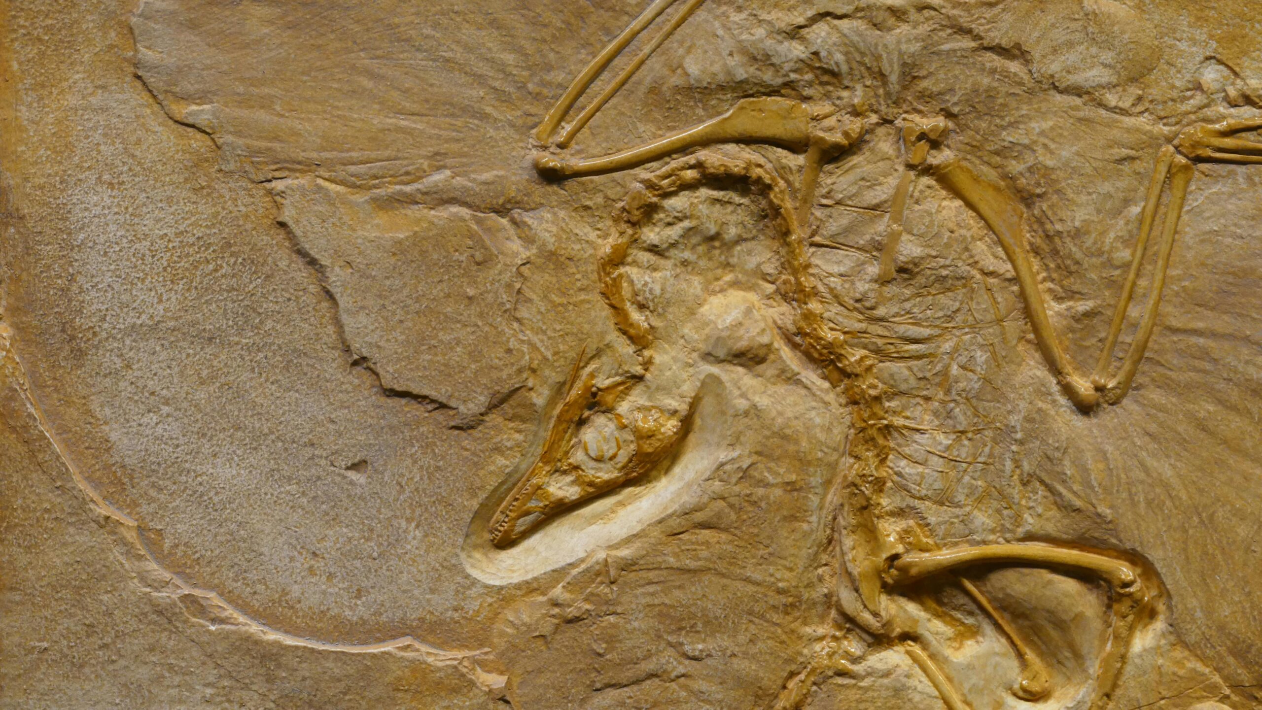 Close-up image of an Archaeopteryx fossil showcasing detailed bone structure.