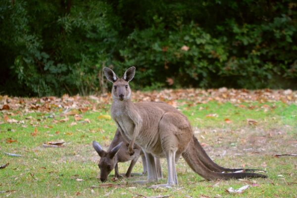 A kangaroo with a joey in Belair National Park, Australia.