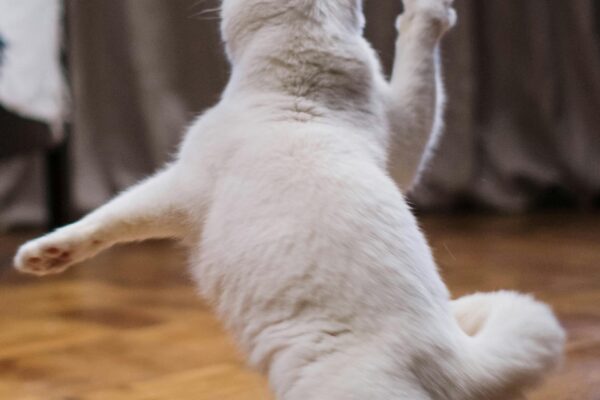 A cute white cat leaps playfully, showcasing its agility on a wooden floor.