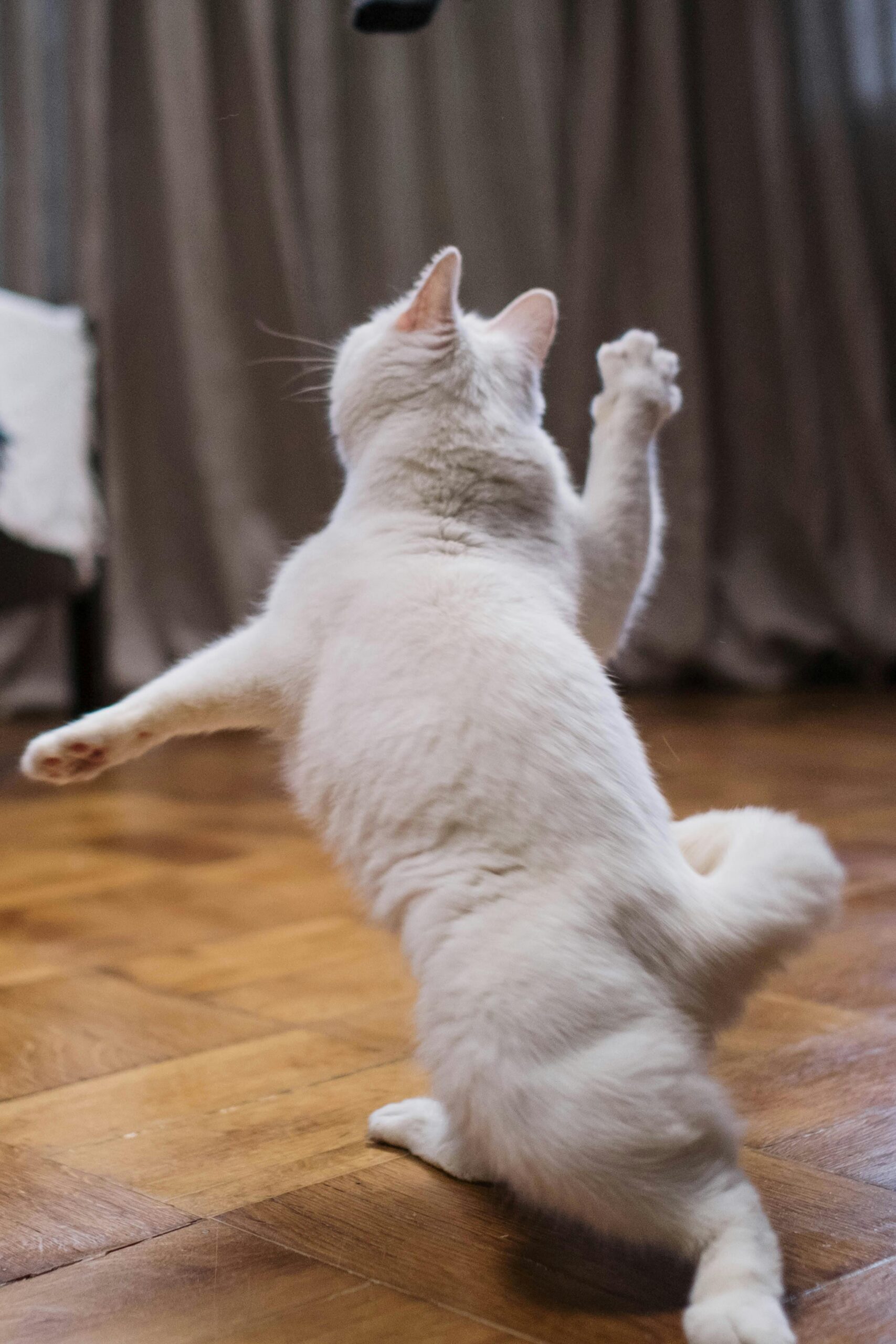 The High-Flying Felines: How Cats Can Jump Up to 6 Times Their Body Length