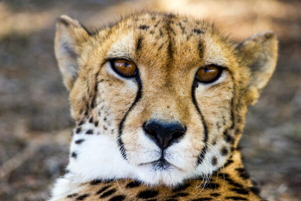 Intense gaze of a wild cheetah in natural habitat, showcasing its elegant features.