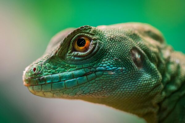 Detailed close-up of a vibrant green lizard showcasing its scales and eye in a tropical setting.