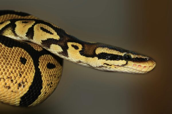 Detailed macro photograph of a Ball Python snake showing its scales and coloration.