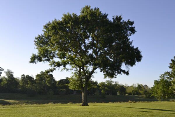 tree, nature, landscape, grass, outdoors, summer, wood, sky, flora, fair weather, environment, field, growth, agriculture, perfect scene, scenery, plant, flower wallpaper, agricultural, season, countryside, food, farmland, organic, natural, spring, cultivated, growing, sunny, pasture, meadow, green, macro, day, fresh, lawn, garden, springtime, freshness, design, flower, vegetation, redwood, acacia, lost tree, solo, alone, wonderboom, kapok, drago milenario, sunland baobab, blossom, leaves, leaf, methuselah, bodhi, changi, kannimara teak, lone pine, cypress of keshmar, guilty chinese scholar tree, thimmamma marrimanu, rahmat tree, blooming, bloom, petal, branch, chankiri tree, killing tree, gardening, set, rooted, root, soil, stem, ecology, eco, environmental, clean air, beautiful flowers, flower background, breathable, clear sky, no clouds, brush, botany, day time, day light, morning