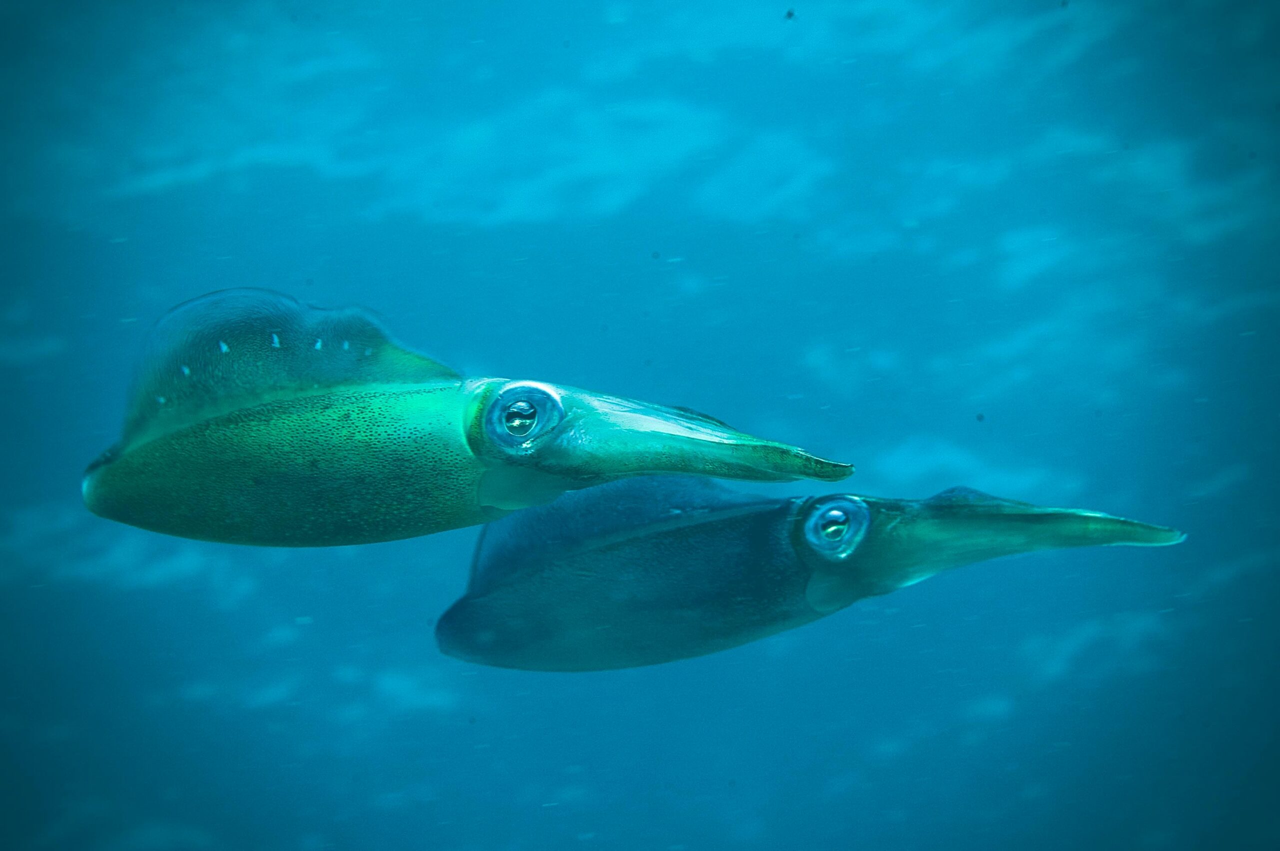 Two squids swim gracefully in the pristine waters of the Caribbean, showcasing underwater life.