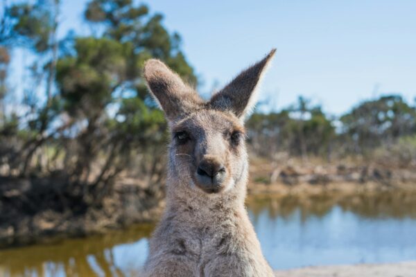 Portrait of a kangaroo by a pond in Melbourne, showcasing Australia's wildlife.