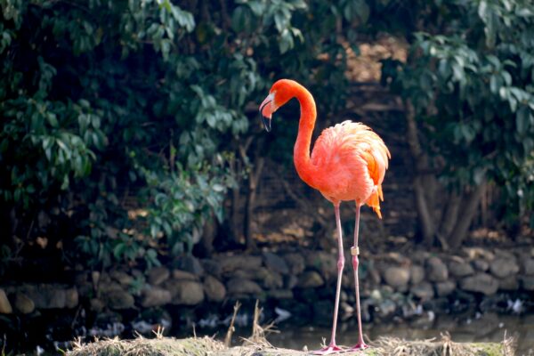 Why Flamingos Are Pink: The Colorful Science of Pigments A vibrant flamingo stands gracefully amidst lush greenery in a tranquil outdoor setting with rocks and water.