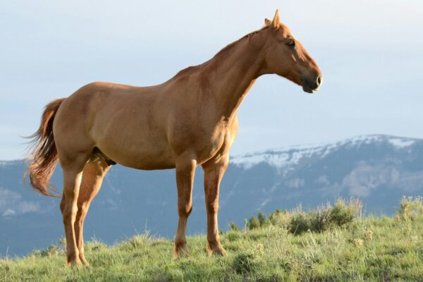 A beautiful brown horse stands in a lush grassy field with mountains in the background.