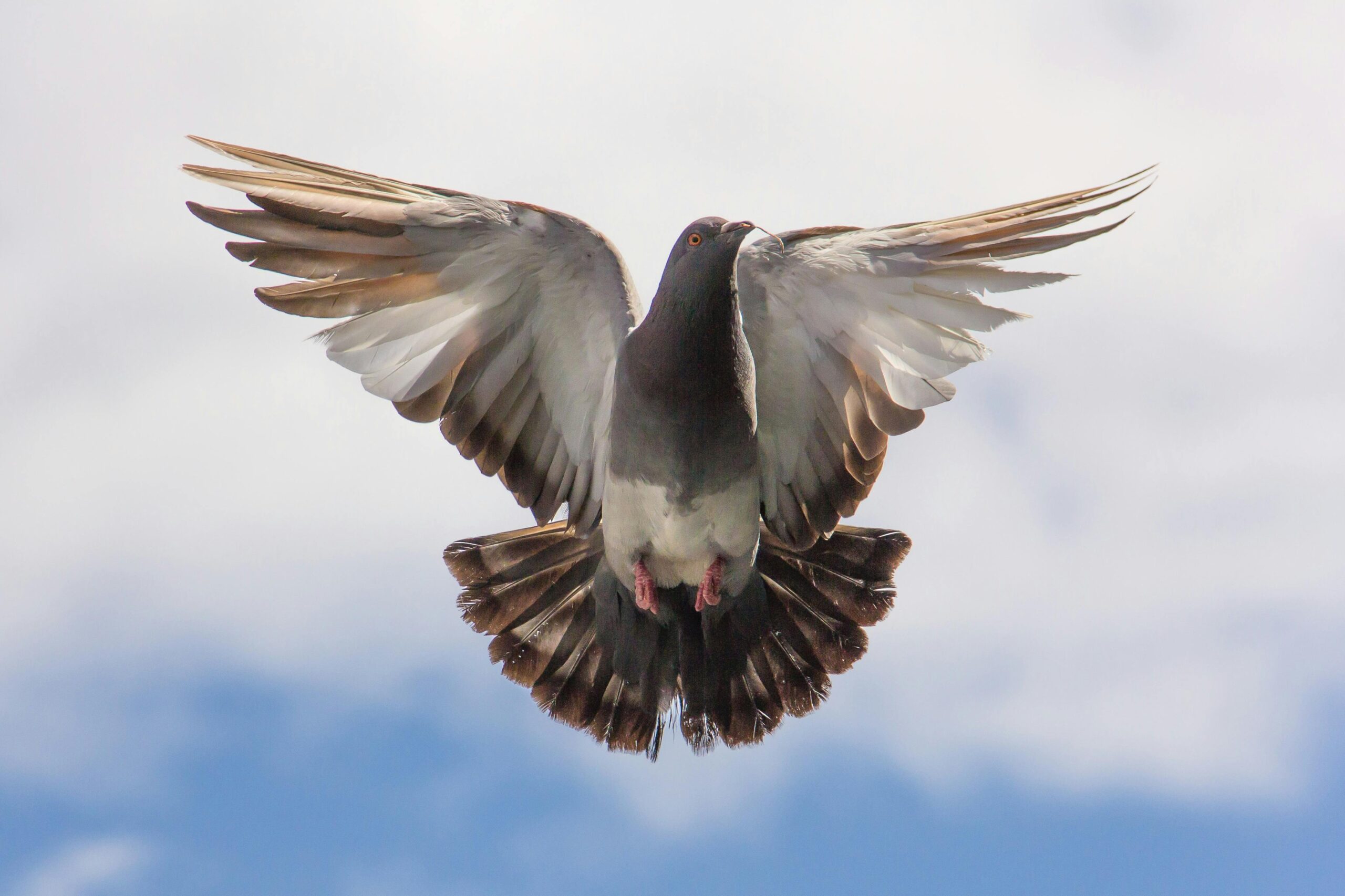 “Pigeon Math”: How City Birds Outsmart Expectations