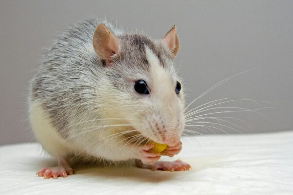 The Secret Joy of Rats: Yes, They Can Laugh! Adorable rat nibbling food, showcasing whiskers and fur detail.