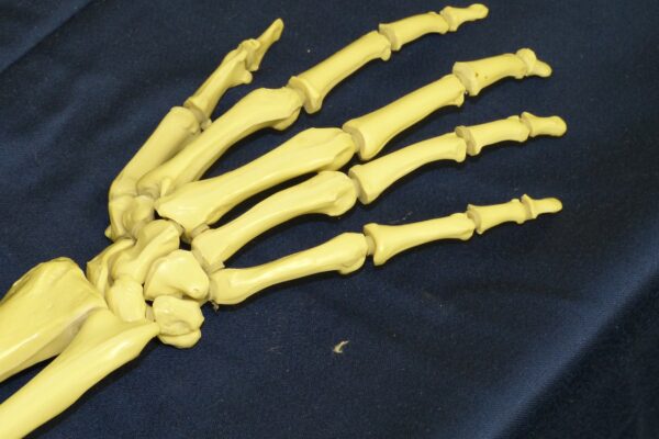 hand, bone, skeleton, joint, finger, joints, bone structure, anatomy, medicine, bone, bone, bone, bone, bone, skeleton, skeleton, joint, joints, joints, bone structure