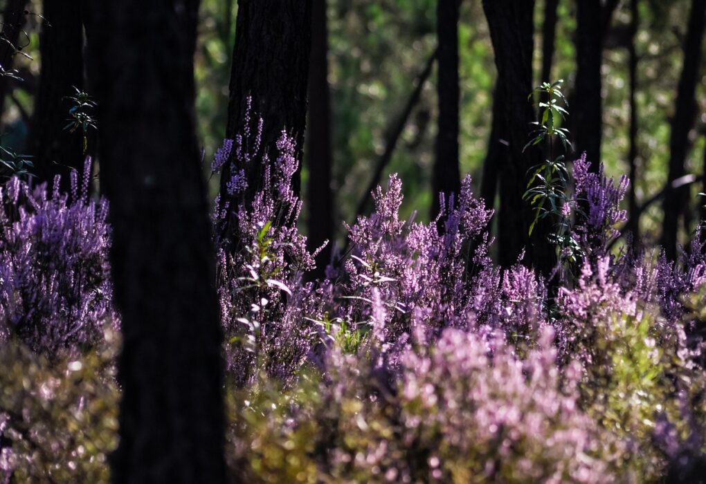 forest, heather, purple, atmosphere, nature, plants, green, landscape, beautiful flowers, autumn, summer, trees, morning, sunlight, mood, light, flower wallpaper, foggy, scenic, flower background, outdoors, backlighting, joyful, beautiful, flowers