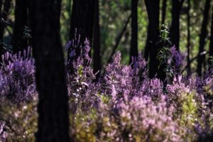 forest, heather, purple, atmosphere, nature, plants, green, landscape, beautiful flowers, autumn, summer, trees, morning, sunlight, mood, light, flower wallpaper, foggy, scenic, flower background, outdoors, backlighting, joyful, beautiful, flowers