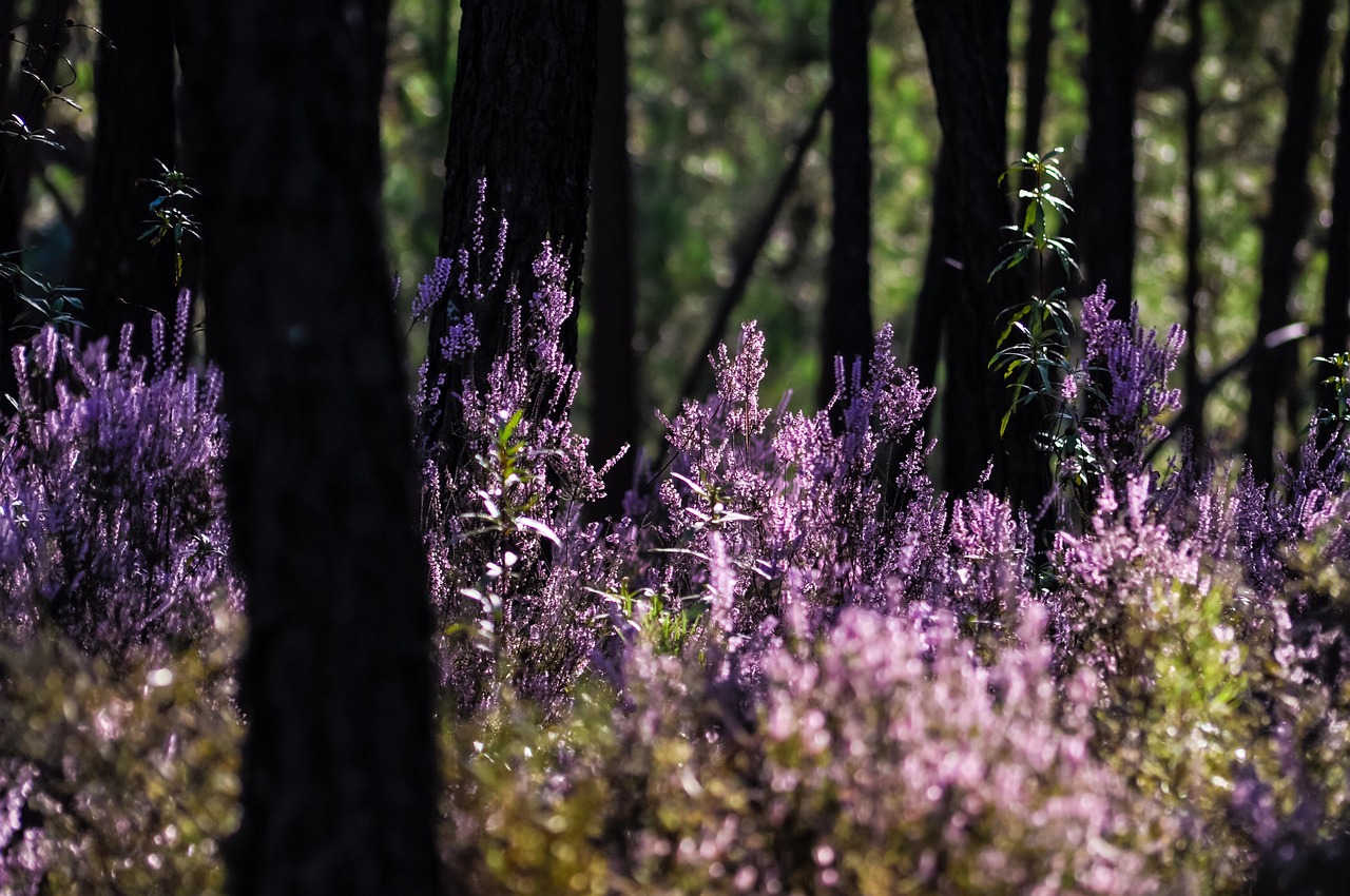 forest, heather, purple, atmosphere, nature, plants, green, landscape, beautiful flowers, autumn, summer, trees, morning, sunlight, mood, light, flower wallpaper, foggy, scenic, flower background, outdoors, backlighting, joyful, beautiful, flowers