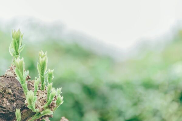 Close-up of fresh green sprouts emerging from a tree stump in a lush garden setting.