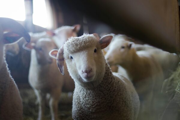 Close-up of a curious sheep in a rustic barn, showcasing livestock charm.