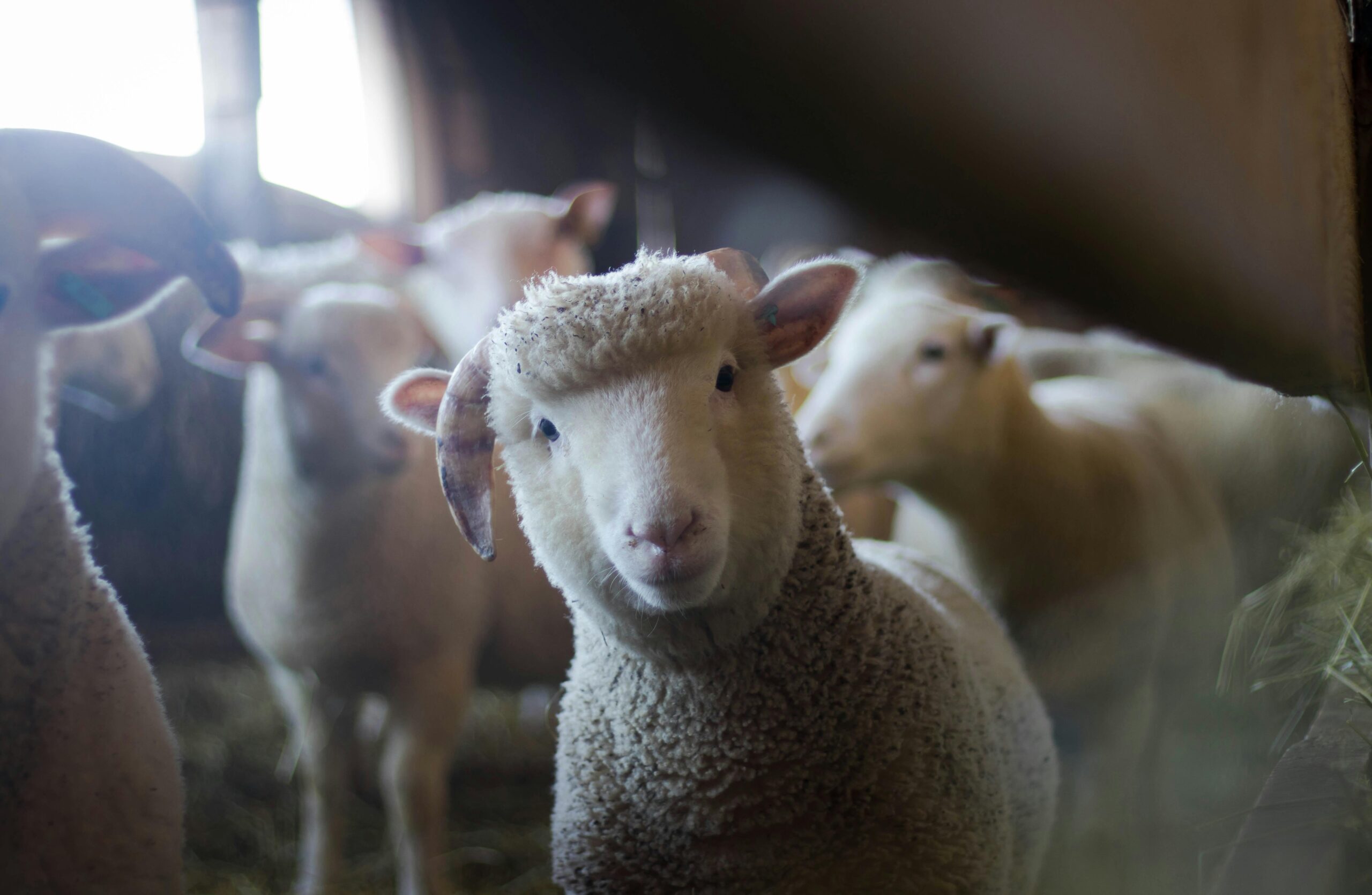 The Hidden Superpowers of Wool: Why This Ancient Fiber Still Reigns Supreme