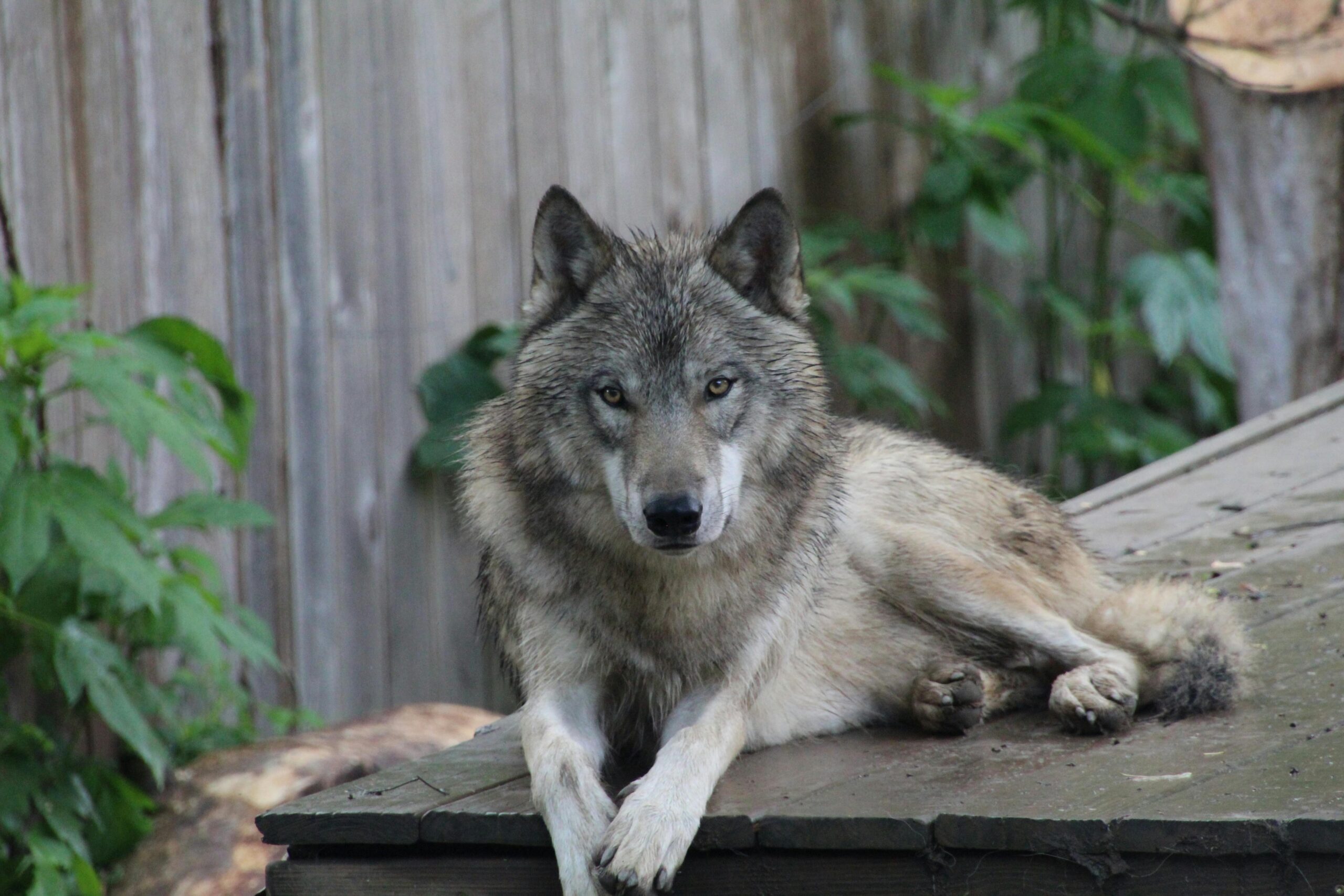 How Wolves Talk: The Hidden Language Behind the Howl
