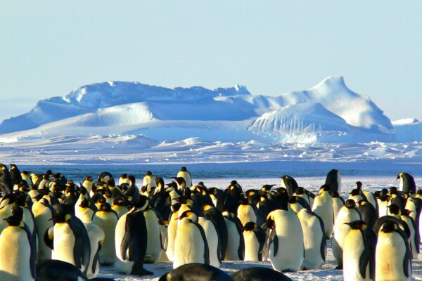 Group of emperor penguins congregating on Antarctic ice with snowy mountains in the background