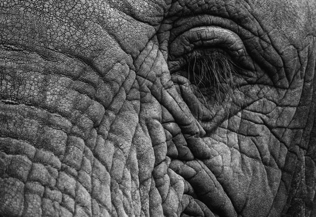 elephant, eye, eyelashes, skin, thick skin, gray, folds, close up, wildlife, elephant, elephant, elephant, elephant, elephant