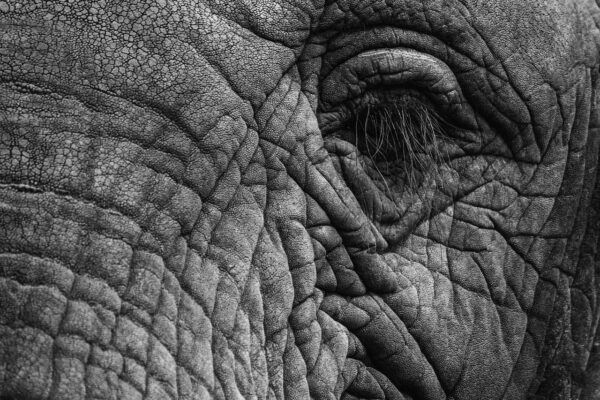 elephant, eye, eyelashes, skin, thick skin, gray, folds, close up, wildlife, elephant, elephant, elephant, elephant, elephant