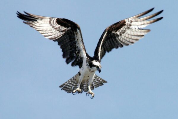Close-up of an osprey gliding through clear skies with wings wide open, showcasing nature's beauty.