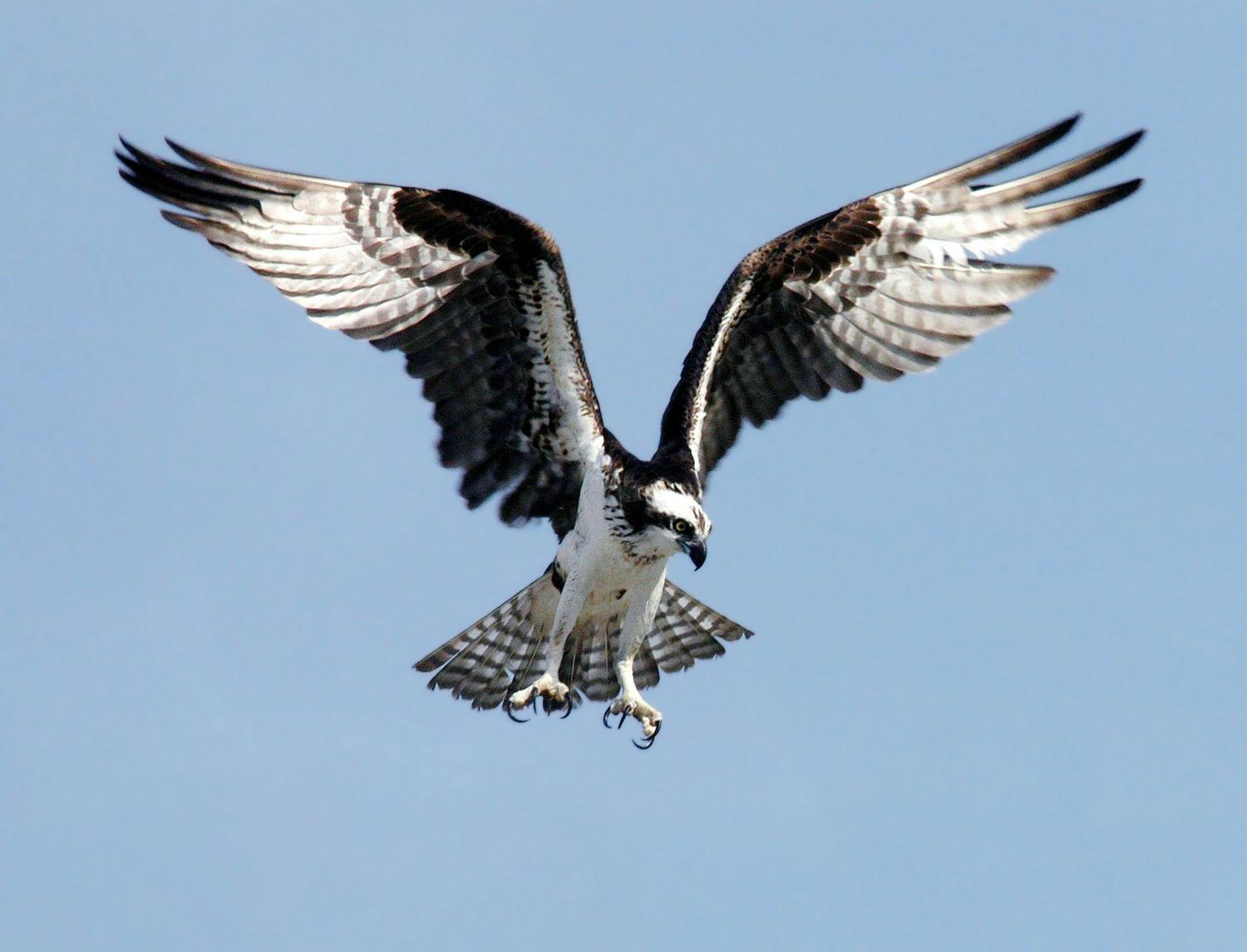 How Do Eagles Fly Without Flapping? The Science Behind Their Majestic Soar